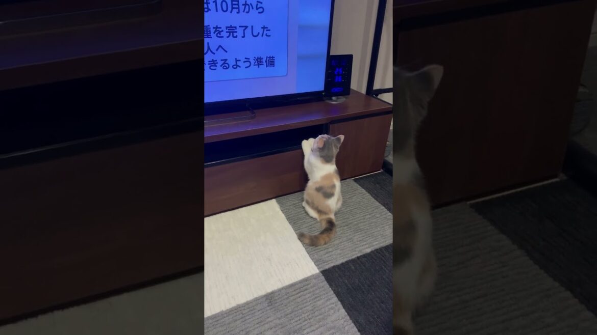 ホラン千秋さんにロックオンネコ