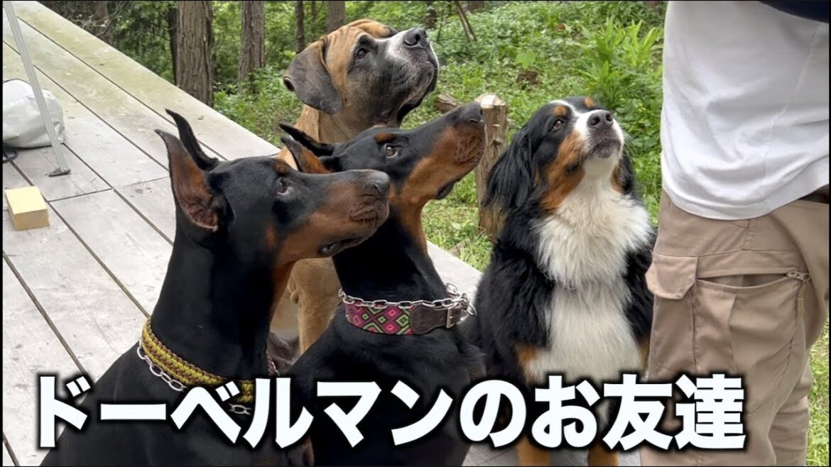 世の中では恐れられるドーベルマンだけど。。