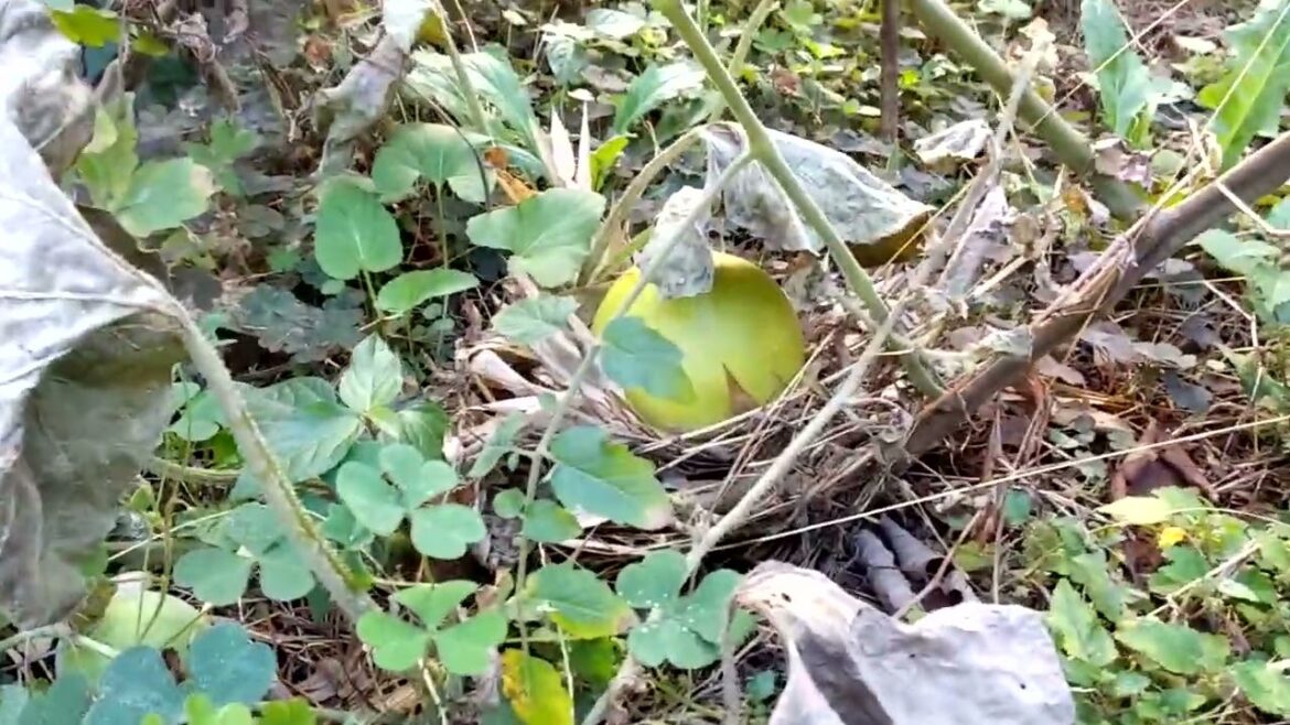 元気なトマトと完熟メロン