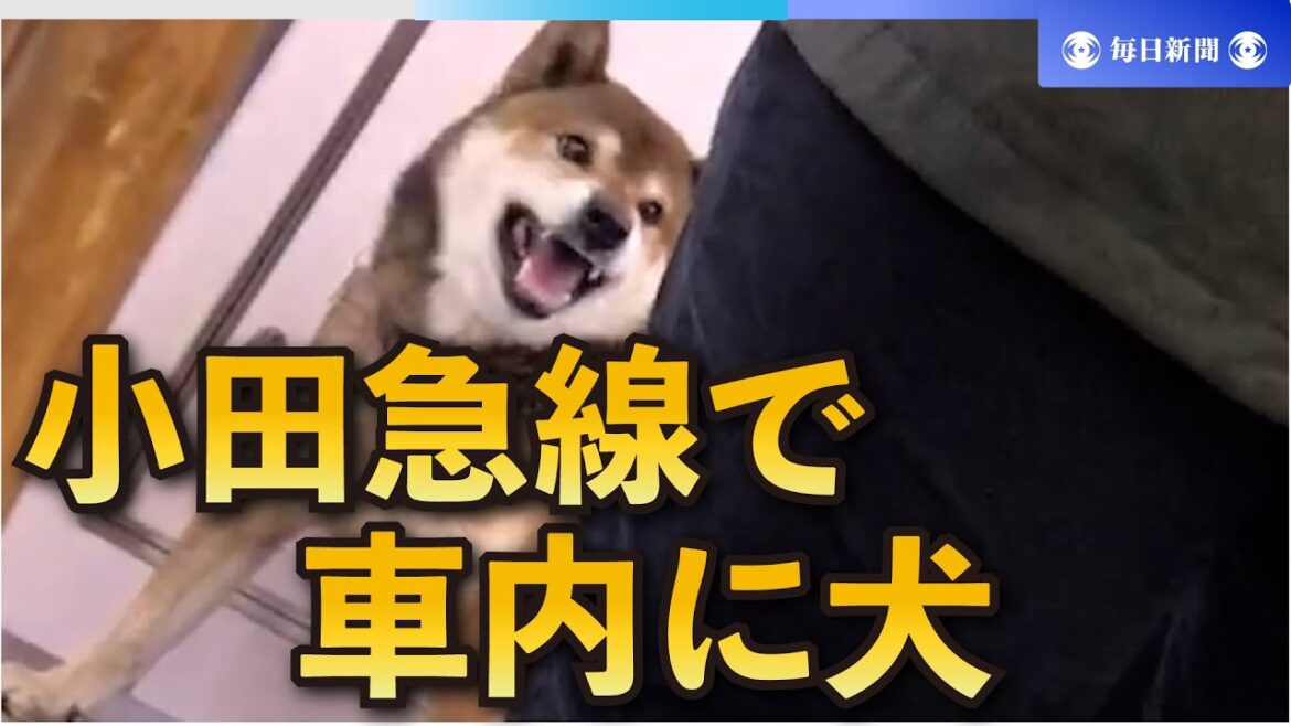 小田急線で車内に犬　散歩中に逃げ出し…駅員かまれる　鶴巻温泉駅