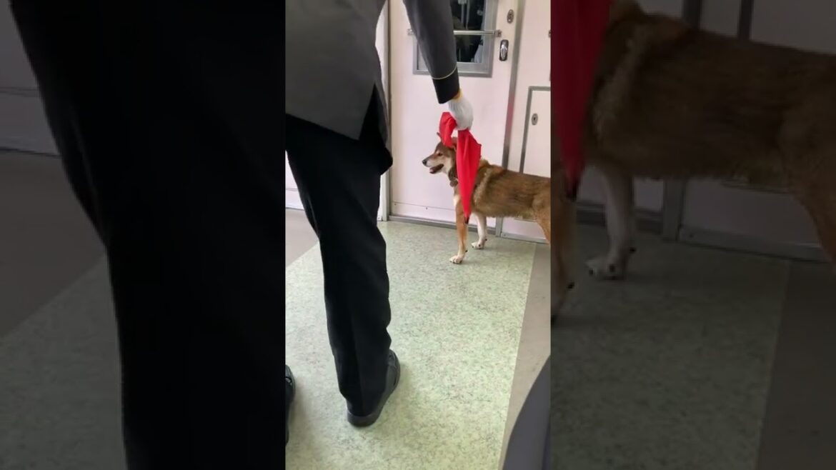 小田急線に乗車した柴犬