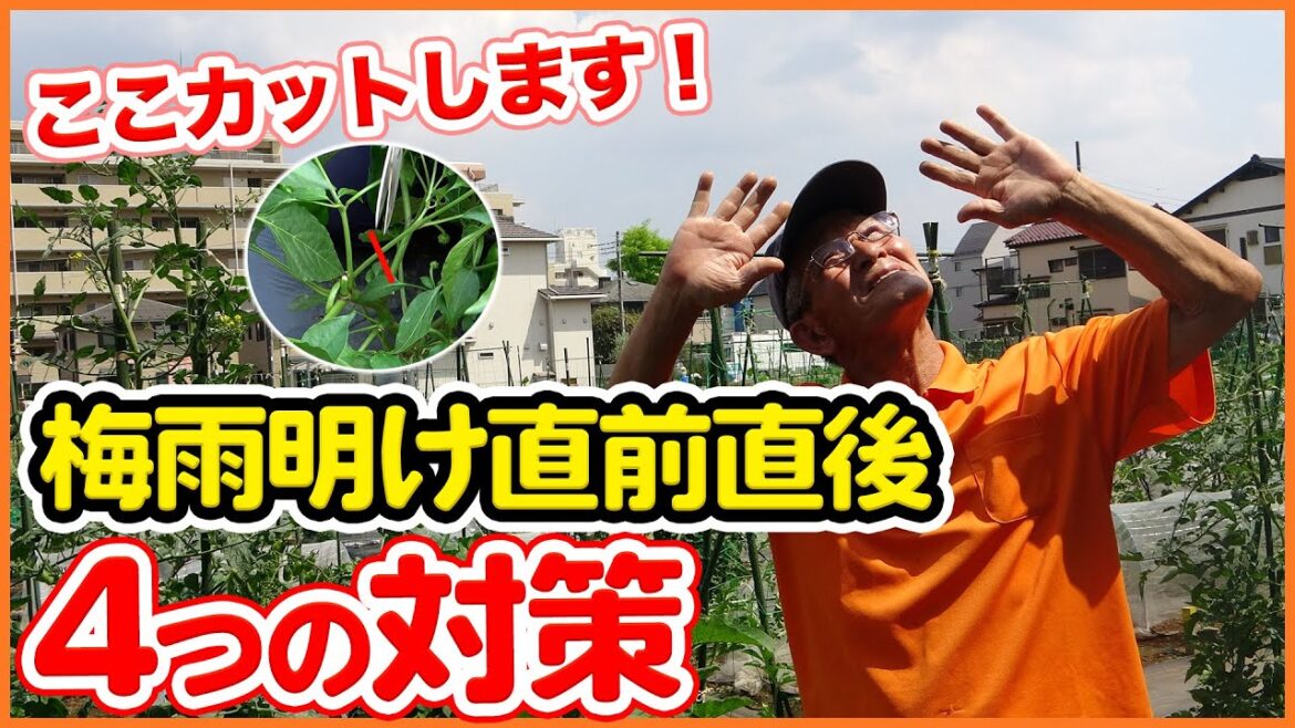 梅雨明け直前・直後の夏野菜お世話！家庭菜園でトマト・ピーマン・ナス・キュウリ栽培の必要作業を徹底解説！ニンジンの種まき・剪定・追肥を紹介！【6月栽培】【7月栽培】