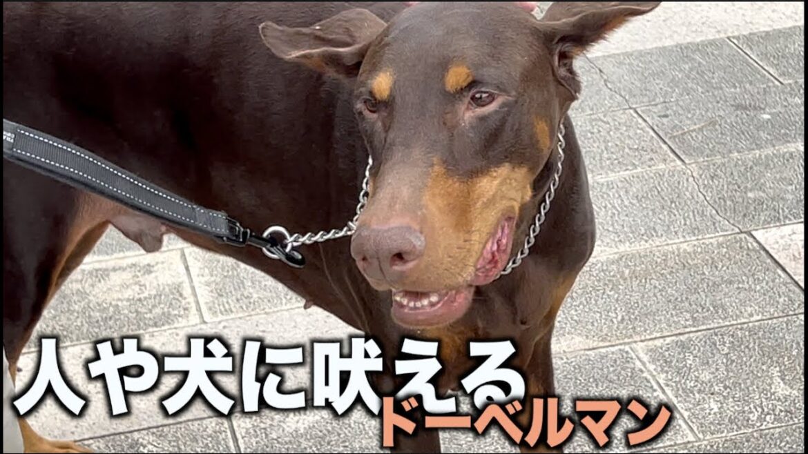 相談があったドーベルマンに会ってきました