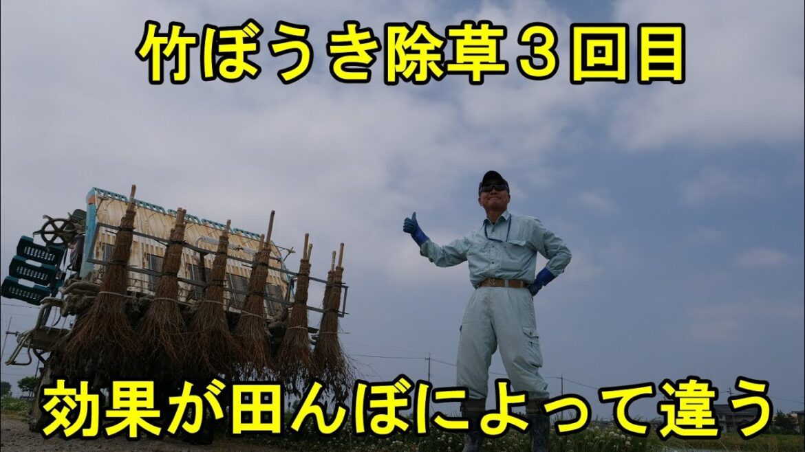 竹ぼうき除草ラスト・なぜ効果に差が出るのか？・2019