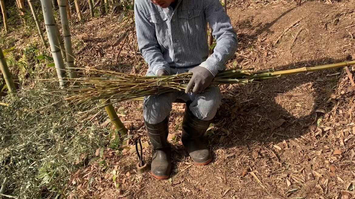 竹箒を作りました。 Made a bamboo broom.