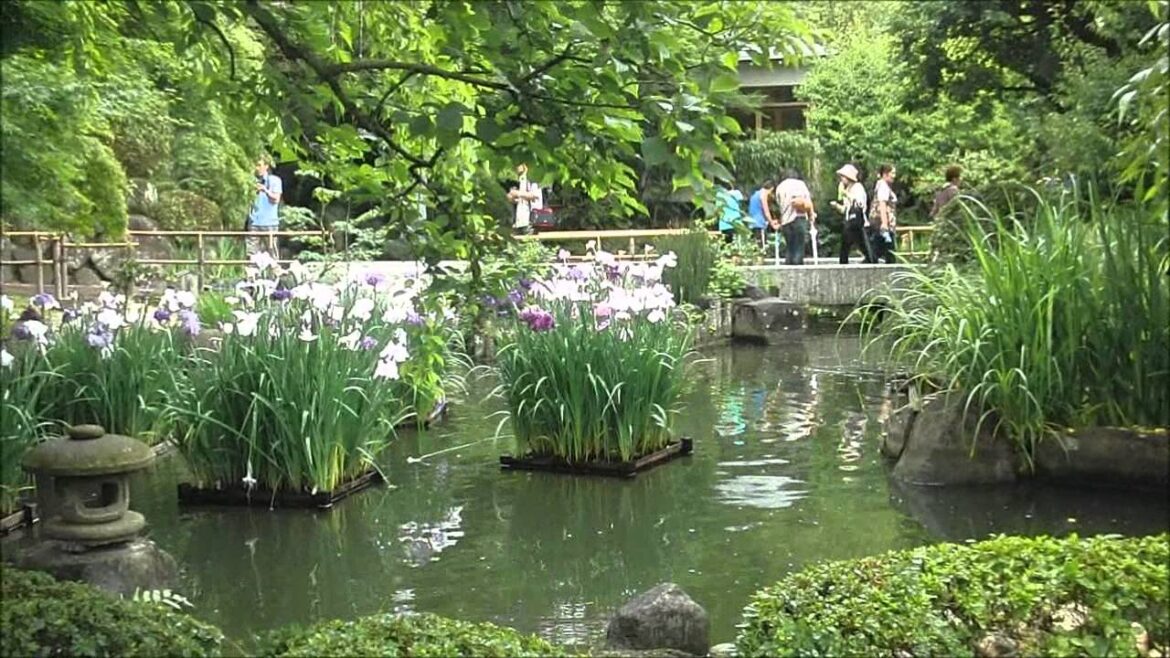 長谷寺：ハナショウブ