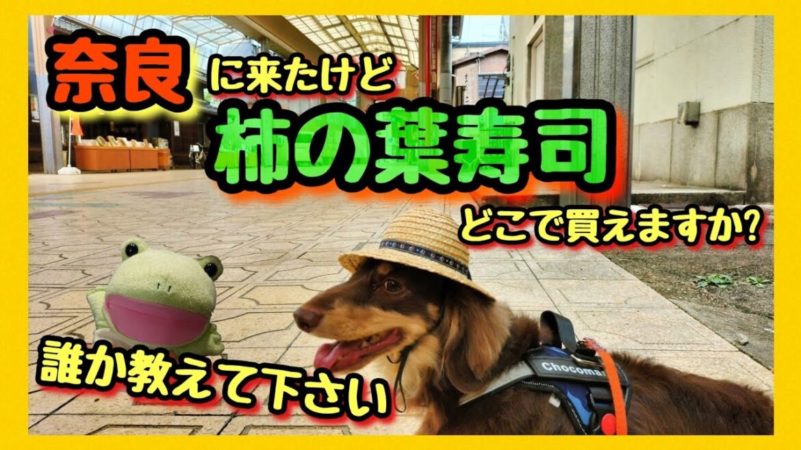 【 柿の葉寿司を買いに行こう】奈良県天理市に愛犬とお出かけ。パパの為にお寿司屋さんを探してくれてありがとう。