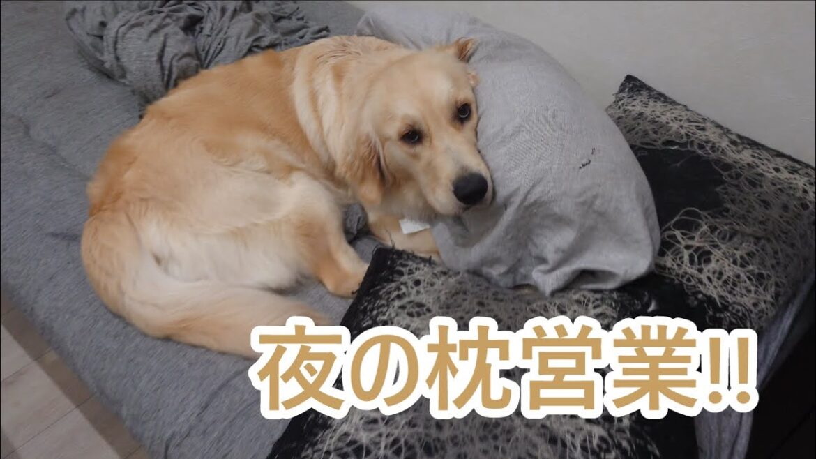 夜の枕営業!ゴールデンレトリバーティト。goldenretriever 夜の枕営業!ゴールデンレトリバーティト。goldenretriever