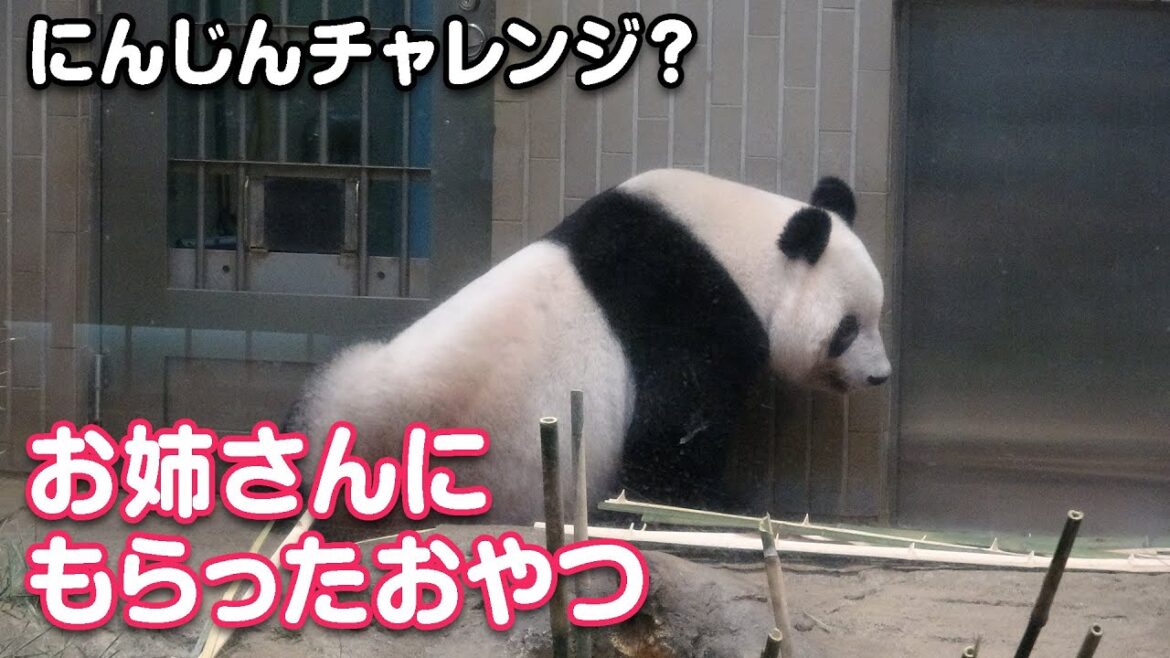 2022/10/1 都民の日のシャンシャン　飼育員のお姉さんにおやつをもらったよ　Giant Panda Xiang Xiang