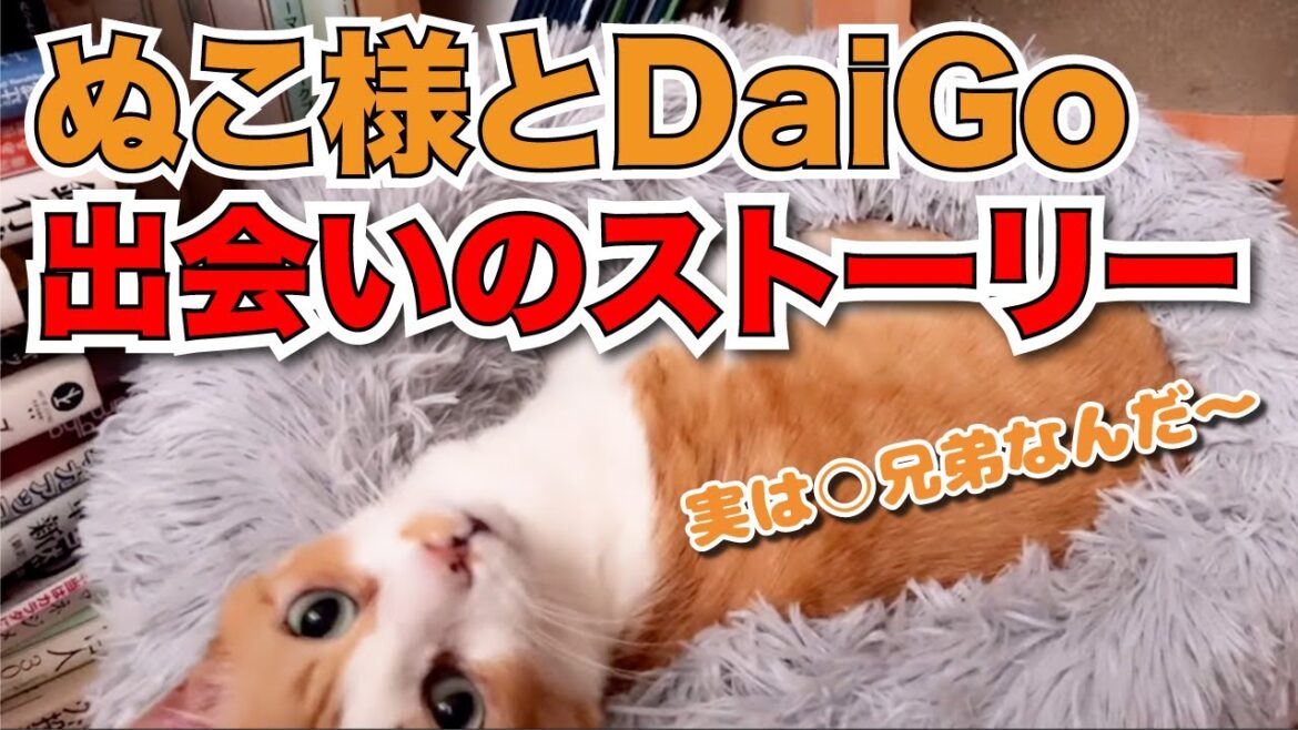 ぬこ様とDaiGoの知られざる出会いのストーリー。ぬこ様は実は○兄弟だった！【DaiGo切り抜き】