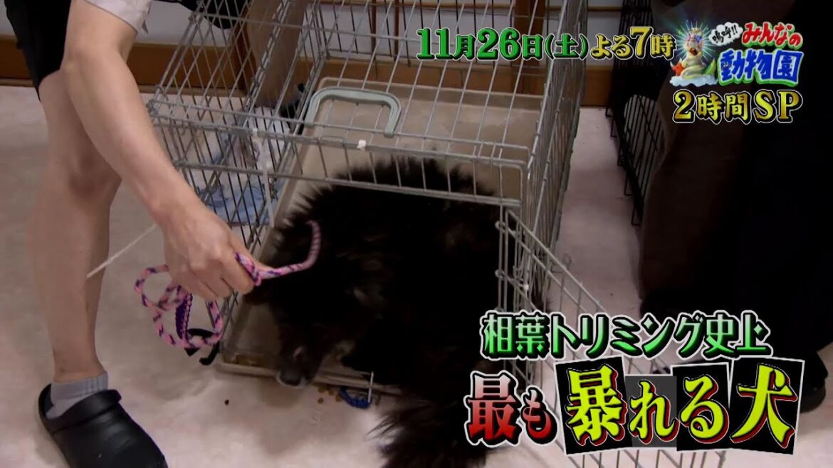 「嗚呼!!みんなの動物園」11月26日土曜よる7時放送！【2時間スペシャル】相葉トリミング史上最も暴れるワンちゃん…！後日、再訪問した相葉くんは無事トリミングできたのか！？