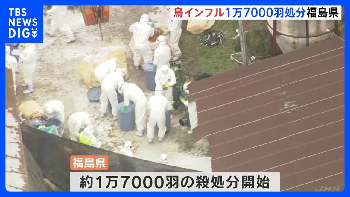 「普段より死んでいる鶏の数が多い」福島県伊達市の養鶏場で鳥インフル確認　約1万7000羽殺処分｜TBS NEWS DIG