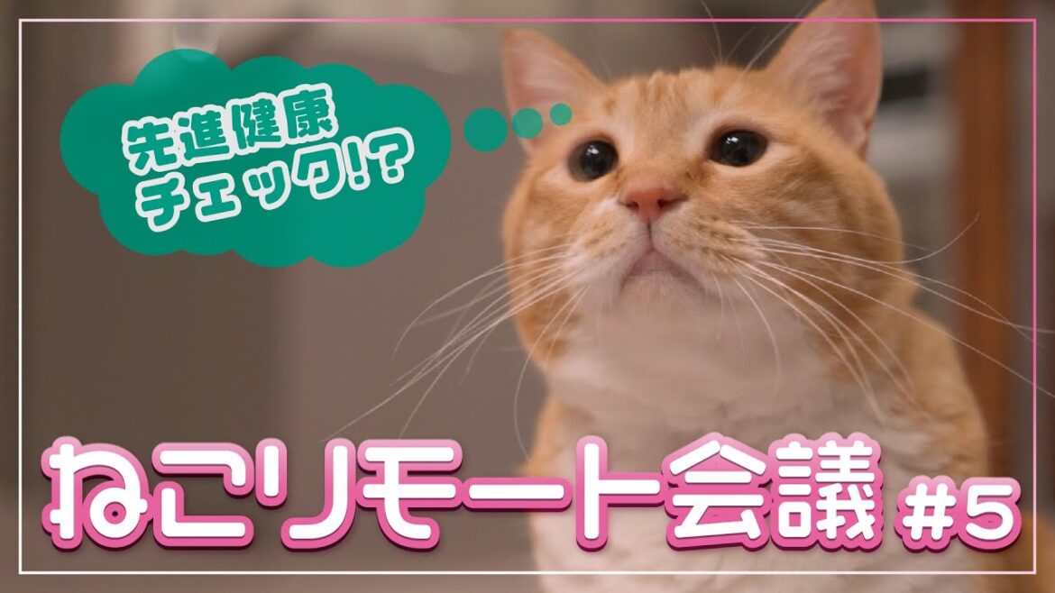 【ねこ衝撃】先進的な健康チェックって！？ねこリモート会議＃５「先進健康測定機器って、はんぱにゃ〜い！」
