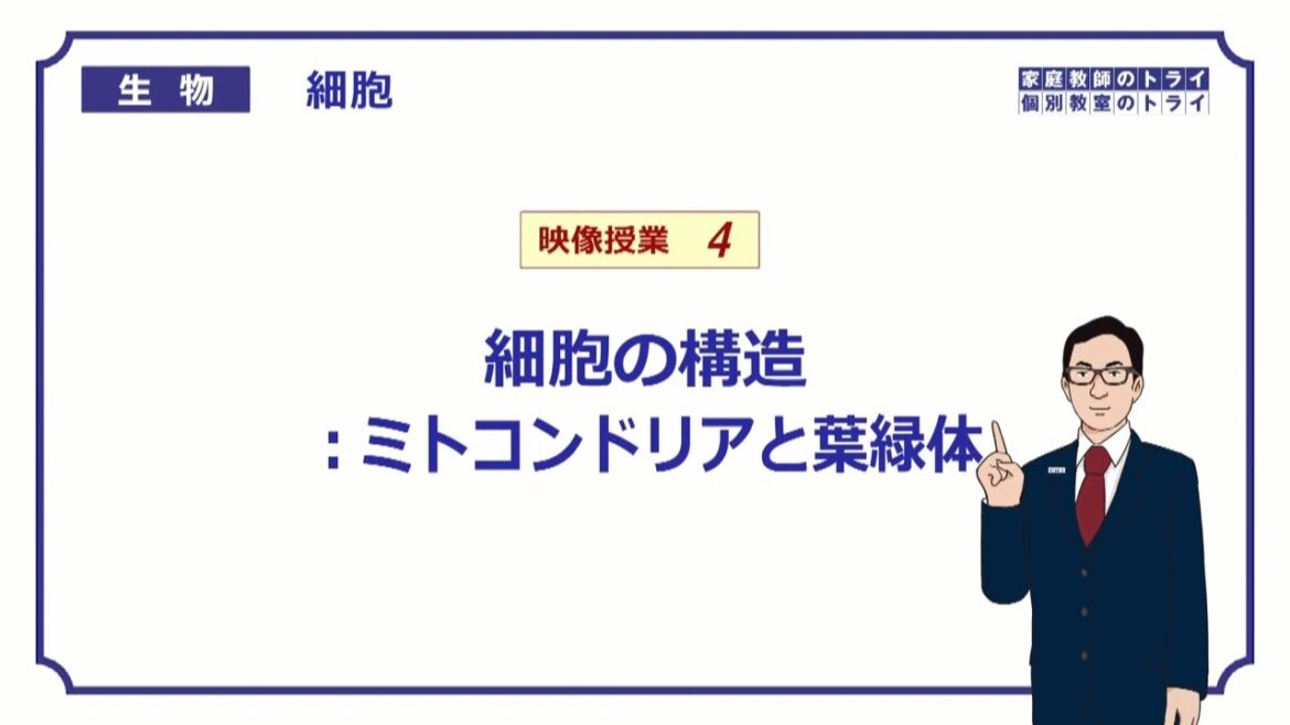 【高校生物】　細胞4　ミトコンドリアと葉緑体（１５分）