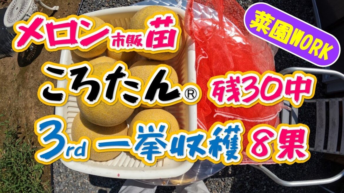 ころたんメロン３rd 収穫は一挙８個で及第点？