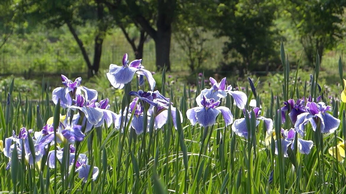 ハナショウブ　〜光と影に揺れて〜
