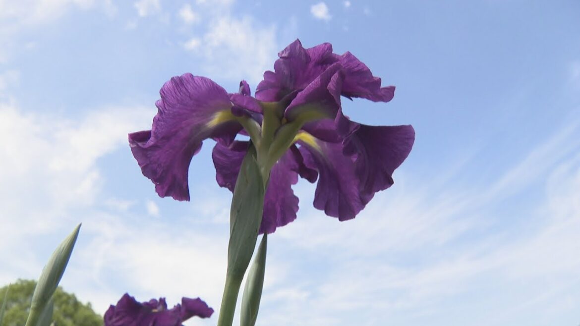ハナショウブの開花進む　一般開放は2年連続で中止に　香川・坂出市
