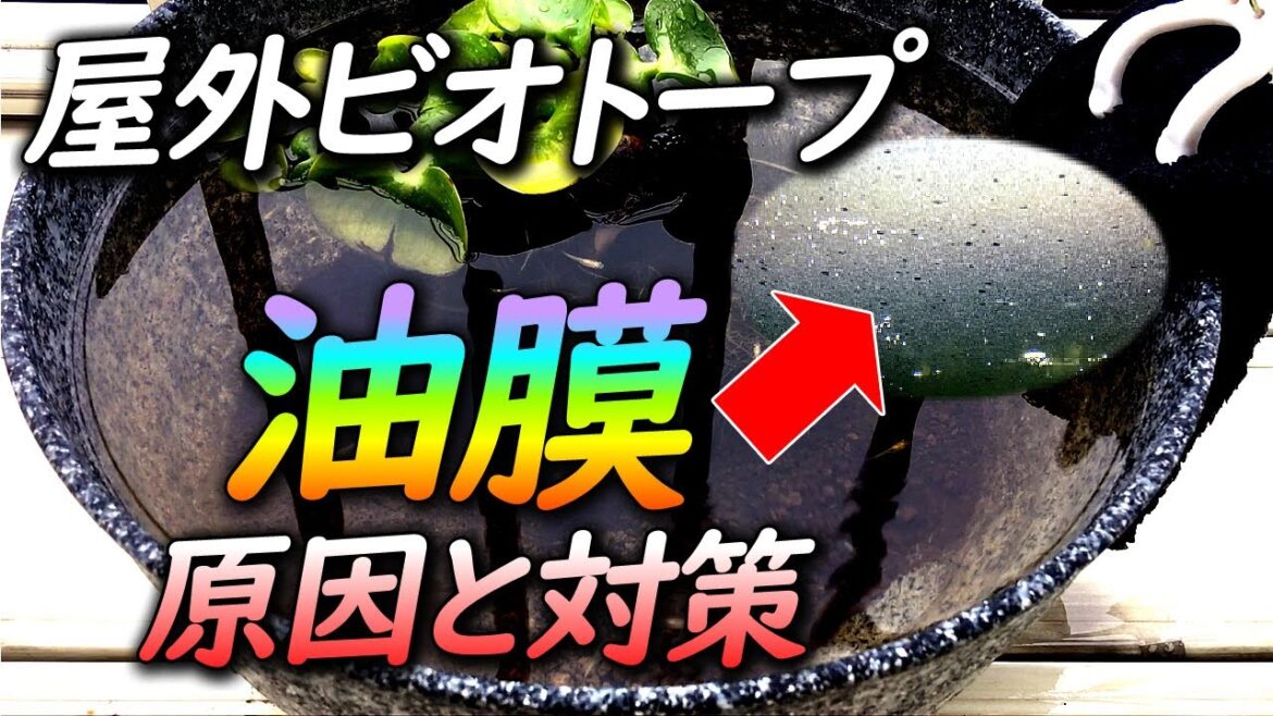 メダカのビオトープで水面に発生する油膜の原因や対策について