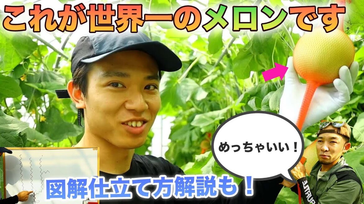 世界一おいしいメロンが生まれました【家庭菜園者、小規模農家必見】ころたん