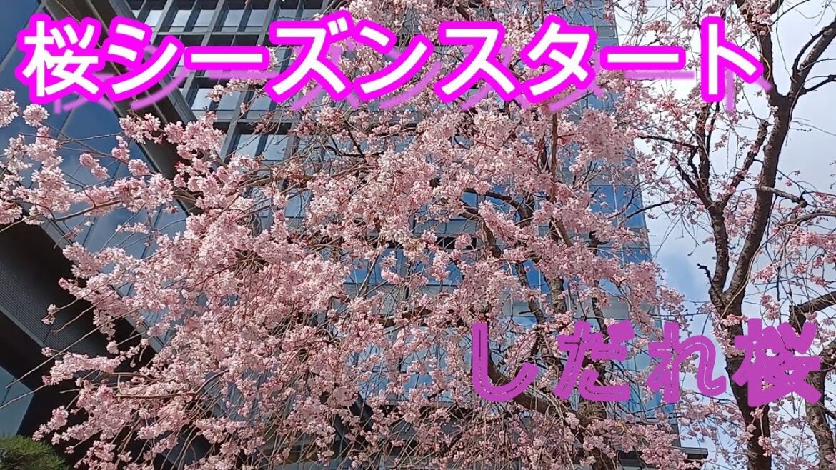 全国でトップ福岡桜開花発表　しだれ桜満開　Sakura flowering announcement