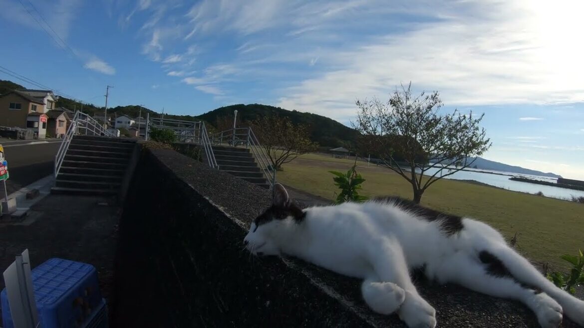 大津波警報サイレンと猫🐱　【訓練】