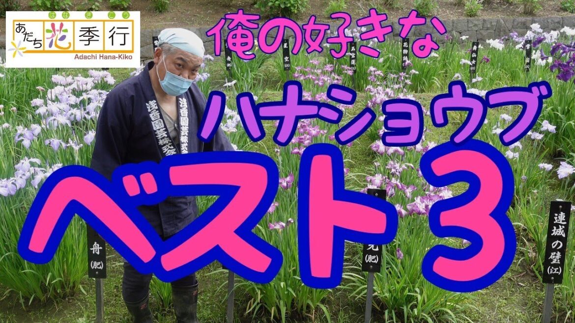 好きなハナショウブベスト３を聞いてみた