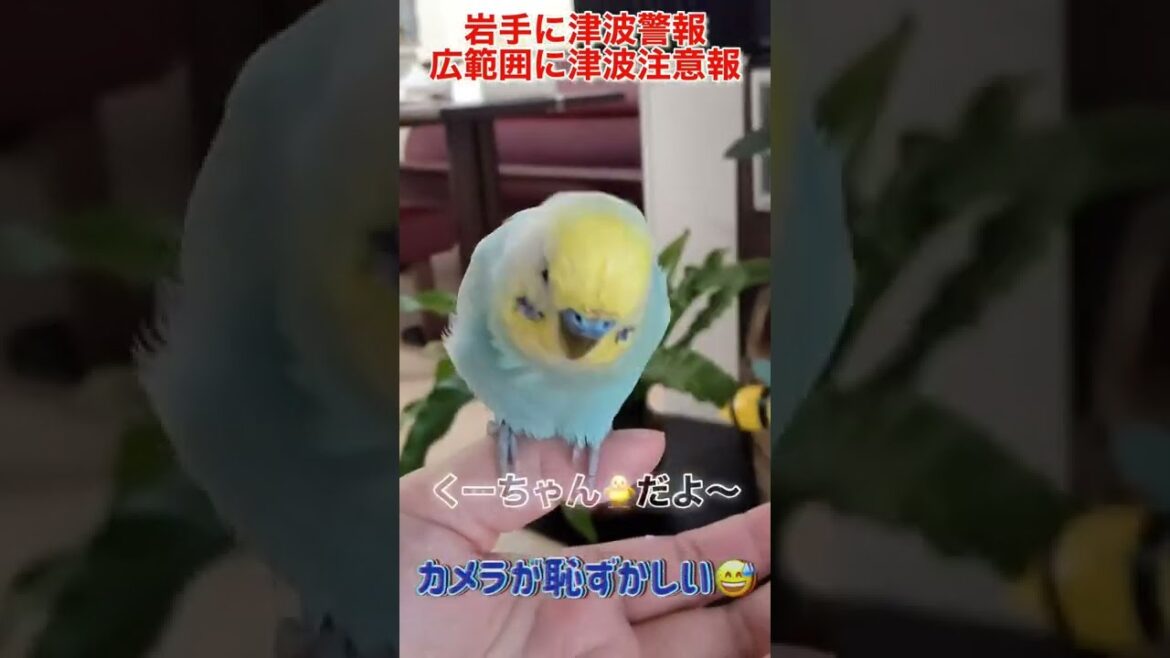 岩手に津波警報！思春期のインコ🐥関西弁のくーちゃん🐥