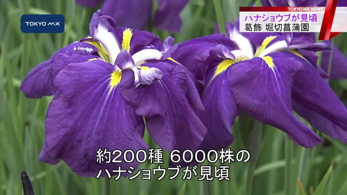葛飾・堀切菖蒲園　ハナショウブが見頃