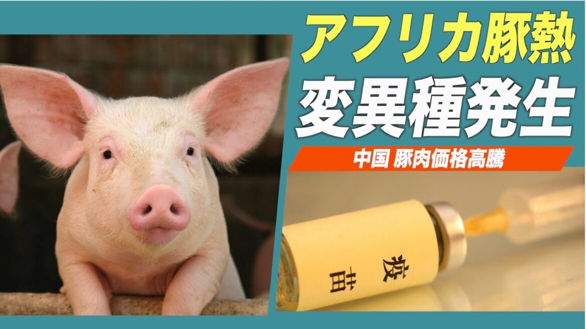 中国でアフリカ豚熱変異種が発生
