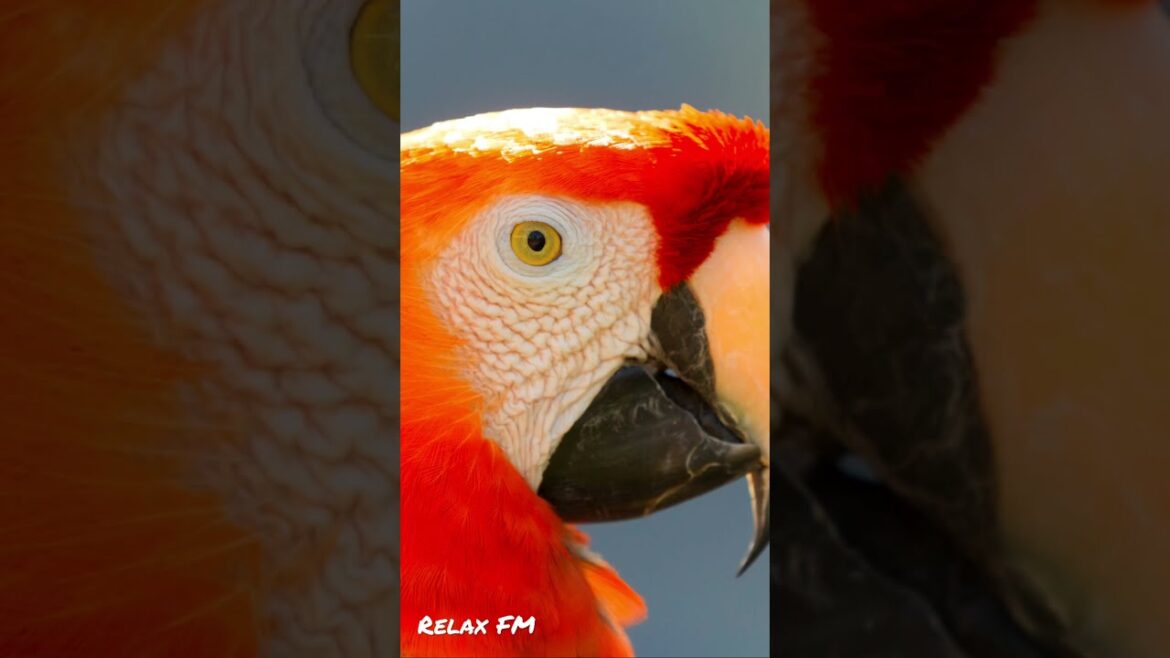 Relaxing Birds Sounds #shorts  - Relaxing Nature Whatsapp Viral #status  - NEW!