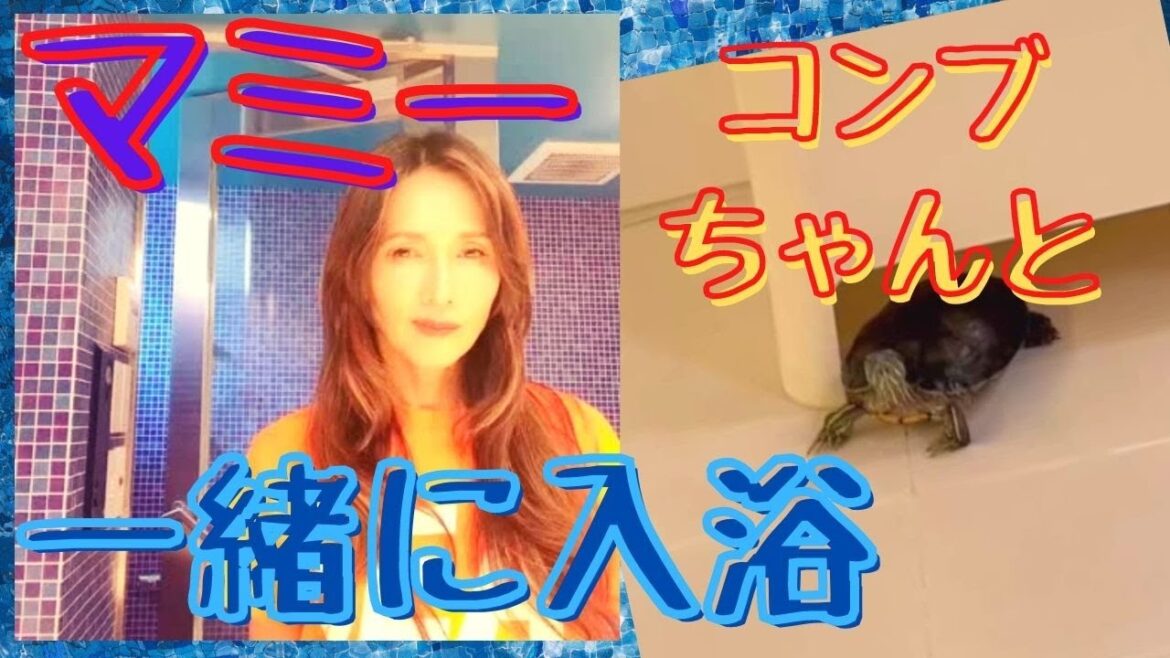 【工藤静香】-　コンブちゃん（亀）に求愛するしーちゃん♡