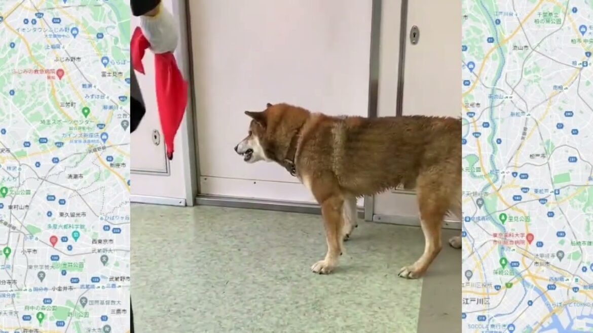 #709 犬(茶柴)が小田急線の鶴巻温泉駅に乱入し。「飼い犬」散歩中に逃走、その後、電車に迷い込む。瞬間、駅員が犬(茶柴)をつかみました。一部の電車に最大15分程度の遅れが出たということです