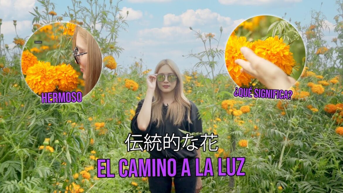 🇯🇵💀La flor de los muertos💀🇲🇽 🇯🇵💀La flor de los muertos💀🇲🇽