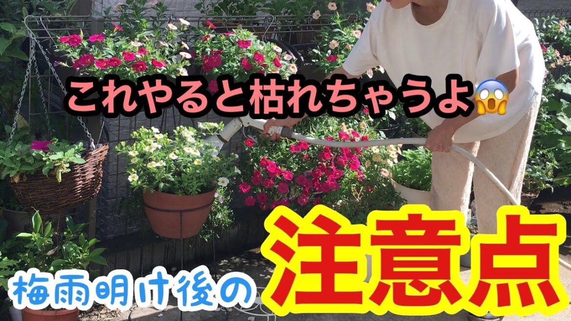 【梅雨明け】夏でも枯らさない水遣り方法 / ラベンダーの剪定 / 1000輪咲きヒマワリ植え替え / 夏だからできる挿し木【ガーデニング】
