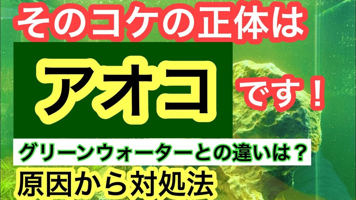 【そのコケはアオコです!!】水槽に発生するアオコの正体と対処法、グリーンウォーターとの違いについてやさしく解説します!