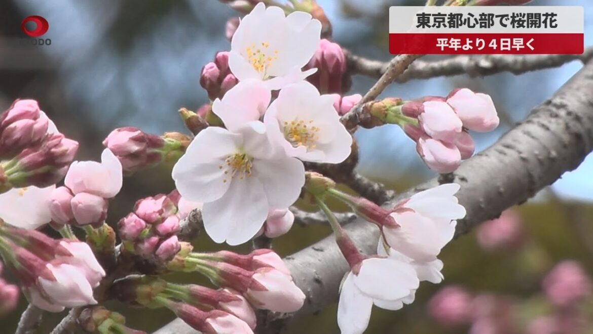 【速報】東京都心部で桜開花 平年より４日早く