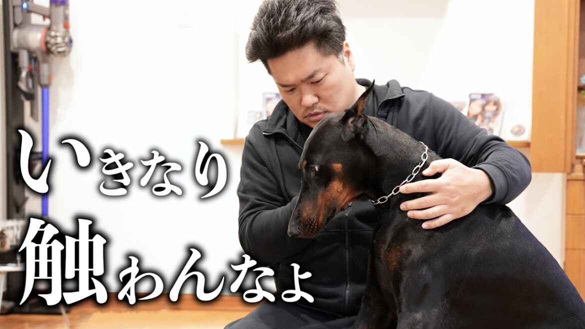 【非常識】他人がドーベルマンに絶対やってほしくないこと