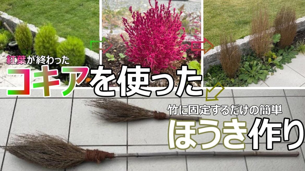 【DIY】コキア（ほうき草）を使って、「ほうき」を作りました！