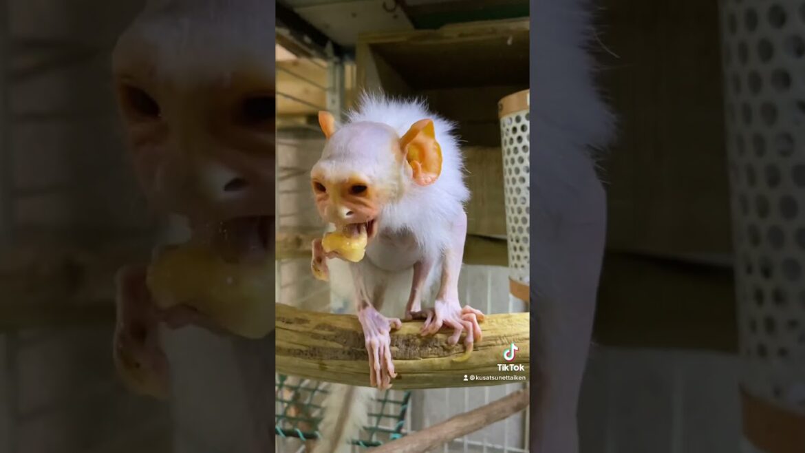 コモンおばあちゃんに完熟メロン与えてみた♫