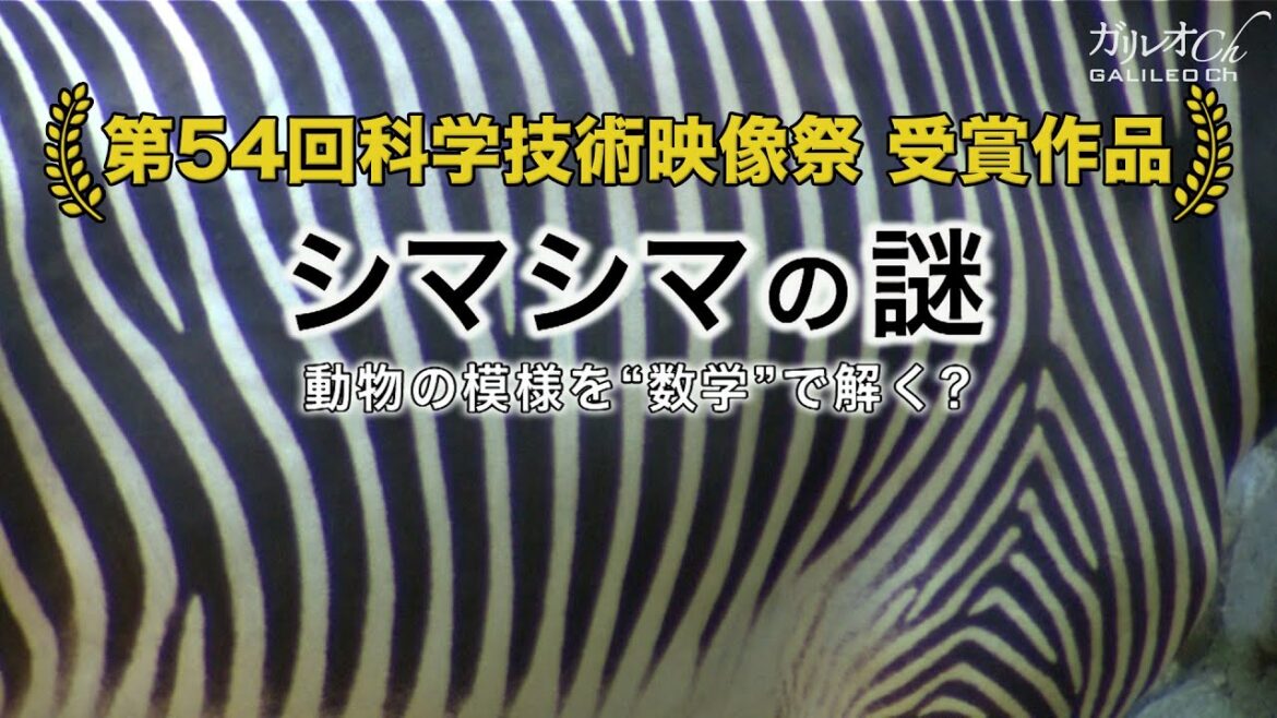 シマシマの謎　動物の模様を“数学”で解く？ | ガリレオX （2012年）第38回