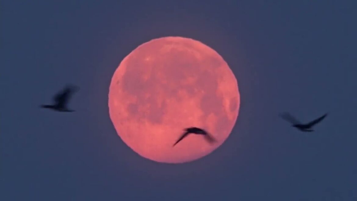 ピンクムーン2022/ Pink Moon