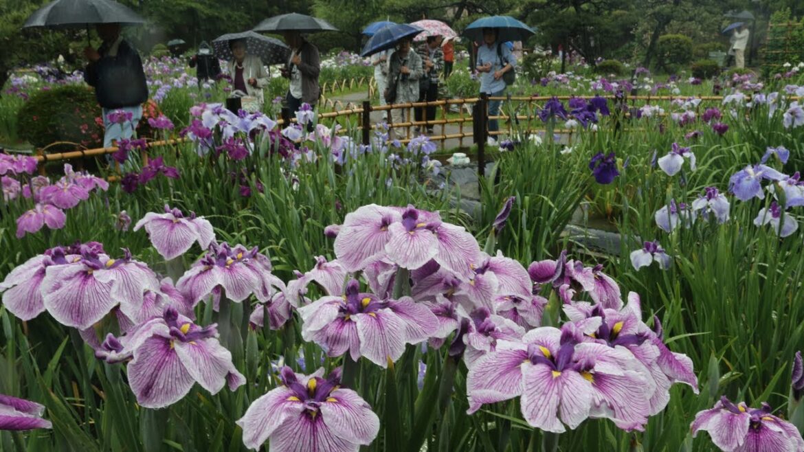 堀切菖蒲園のハナショウブが見頃