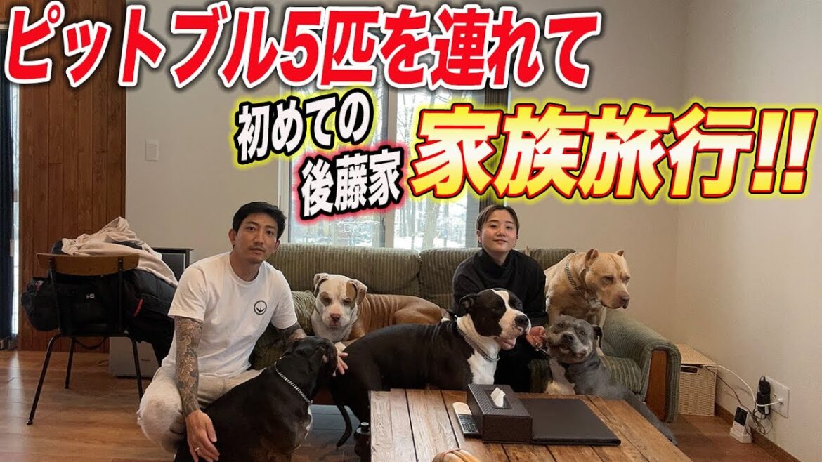 大型犬のピットブル5匹とドタバタ家族旅行！！