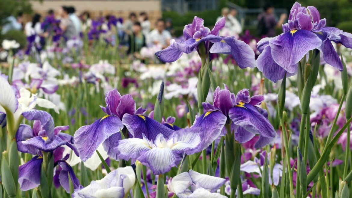 東京「堀切菖蒲園」　約6000株のハナショウブが見頃