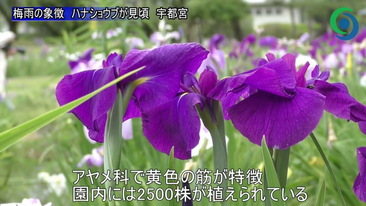 梅雨の象徴　ハナショウブが見頃　宇都宮