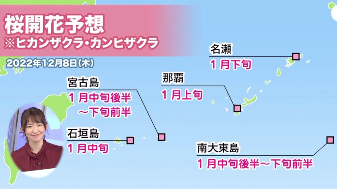 沖縄・奄美地方の桜開花予想 1月から開花ラッシュか