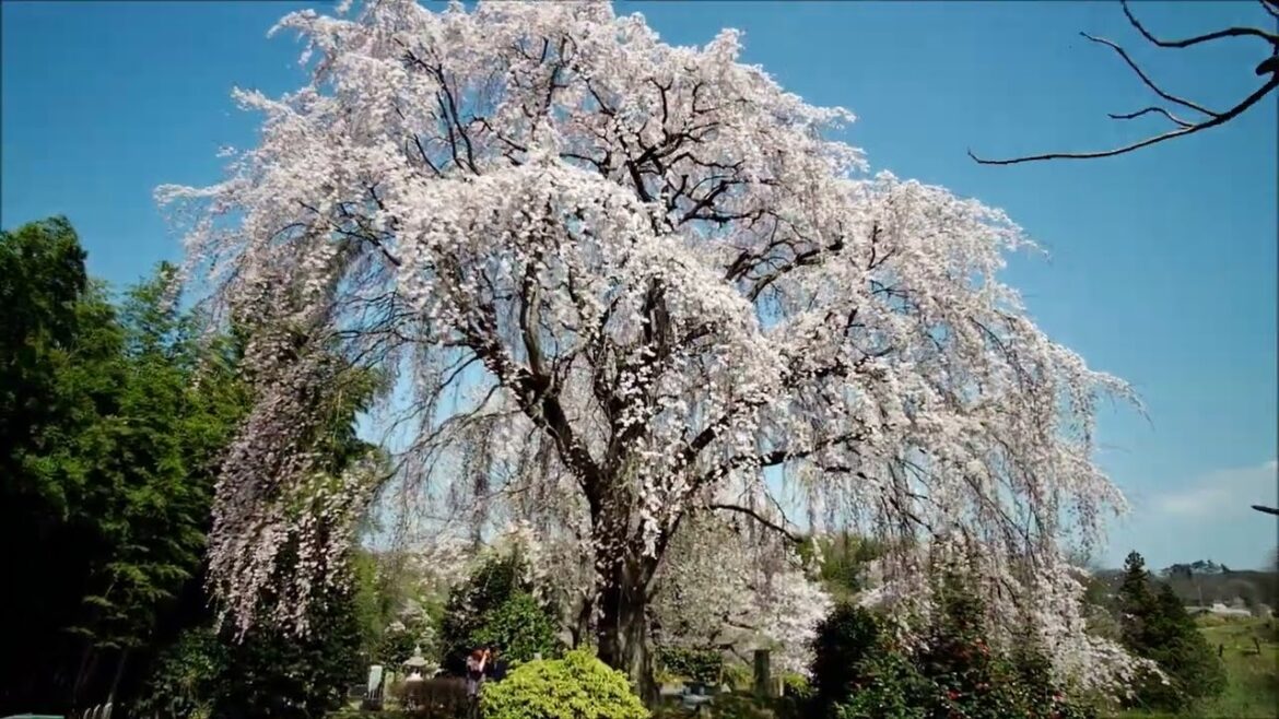 福島県三春光岩寺のしだれ桜 空撮