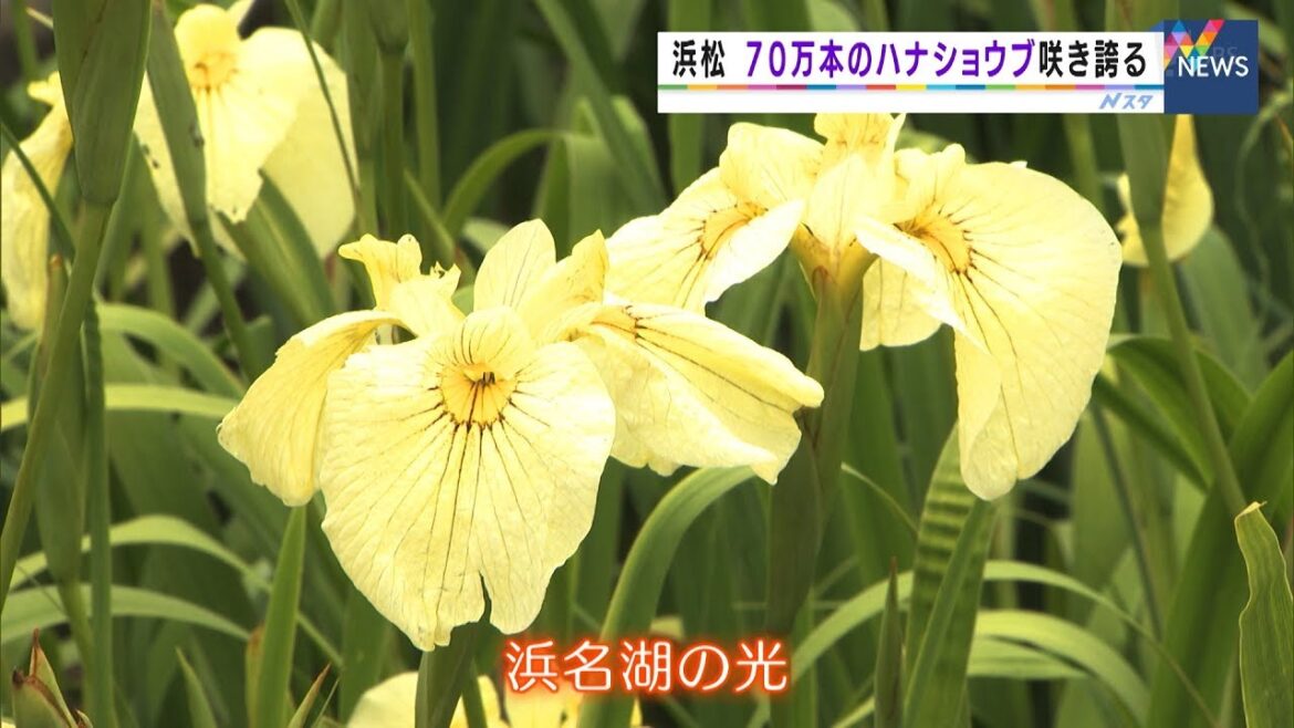静岡・浜松　７０万本のハナショウブ咲き誇る