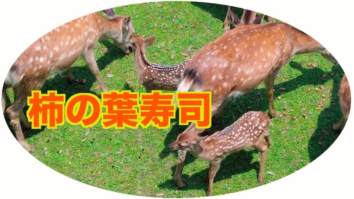 奈良の大仏を拝みつつ頂く柿の葉寿司　奈良グルメ　観光