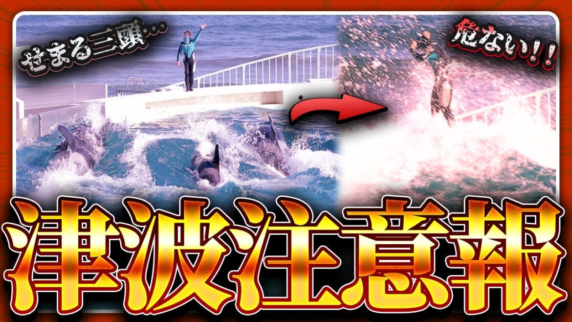 【鴨川シーワールド】津波発生!?三頭同時にダッシュしたシャチの勢いが凄すぎた【4K60fps/iPhone 14 Pro】